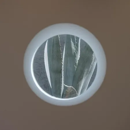 Canaryislandshost I Natural Famara