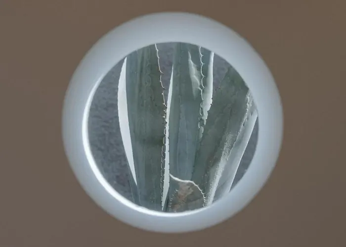 Canaryislandshost I Natural Famara